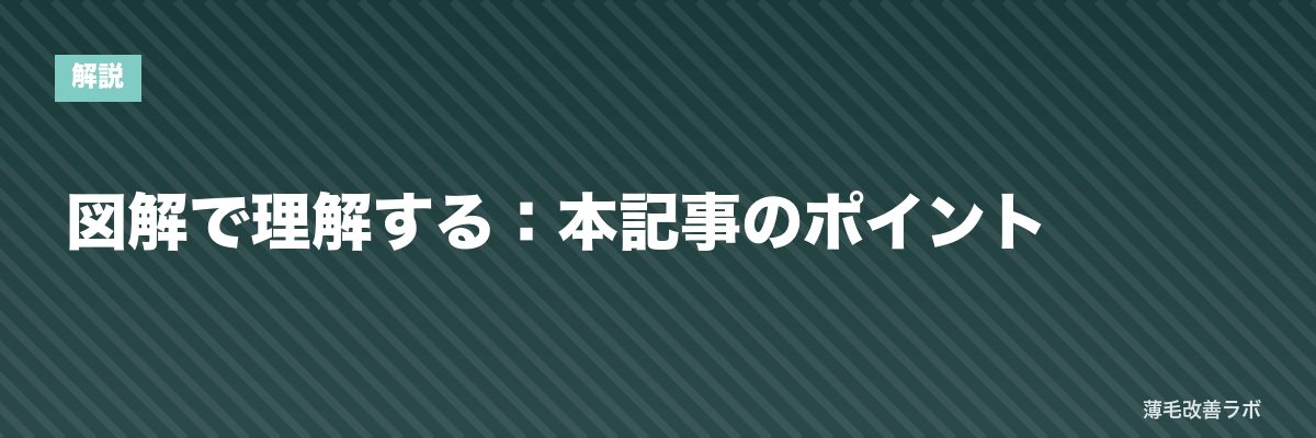 図解で理解する：本記事のポイント | 薄毛改善ラボ