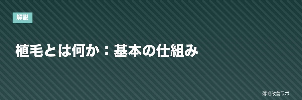 植毛とは何か：基本の仕組み | 薄毛改善ラボ