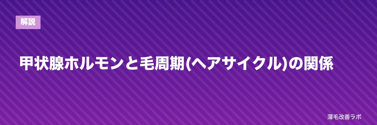 甲状腺ホルモンと毛周期(ヘアサイクル)の関係 | 薄毛改善ラボ