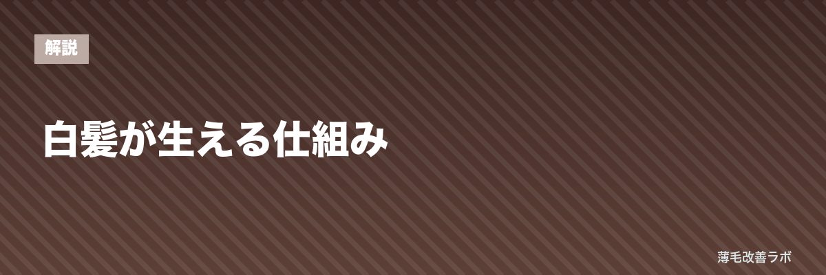 白髪が生える仕組み | 薄毛改善ラボ