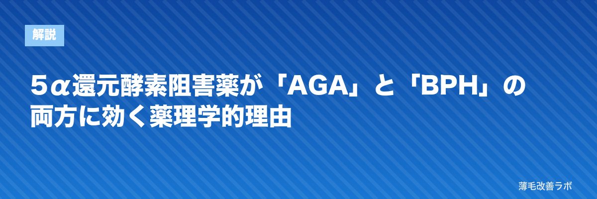 5α還元酵素阻害薬が「AGA」と「BPH」の両方に効く薬理学的理由 | 薄毛改善ラボ