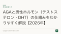AGAと男性ホルモン（テストステロン・DHT）の仕組みをわかりやすく解説【2026年】