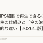 毛根はiPS細胞で再生できるのか｜毛包再生の仕組みと「今の治療」との決定的な違い【2026年版】